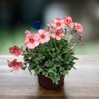 Oxalis obtusa plant with pastel pink flowers and trifoliate green leaves in a pot on a wooden surface.