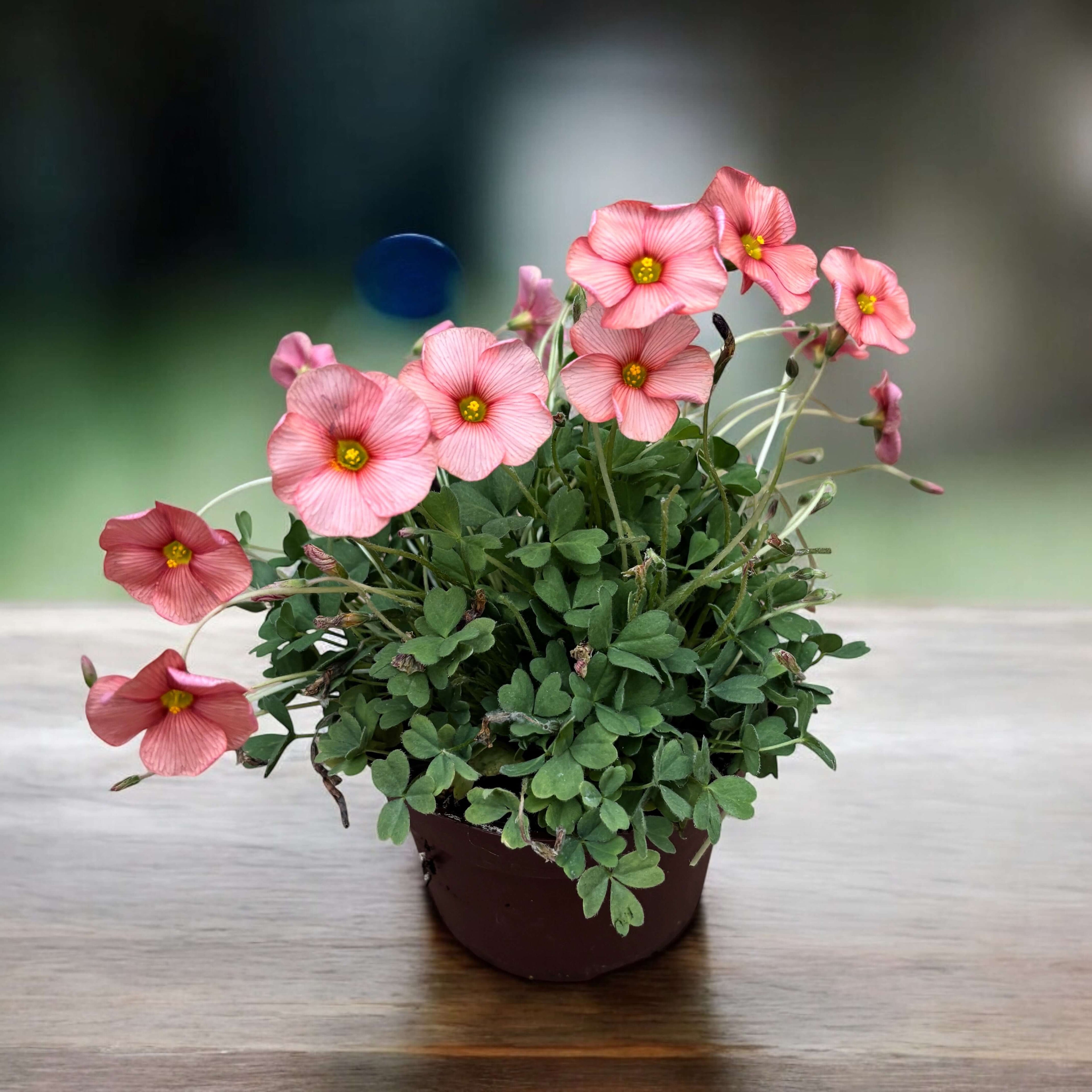 Oxalis obtusa plant with pastel pink flowers and trifoliate green leaves in a pot on a wooden surface.