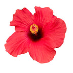 Hibiscus 'Adonicus Orange'- flori XL (2 plante/ghiveci)