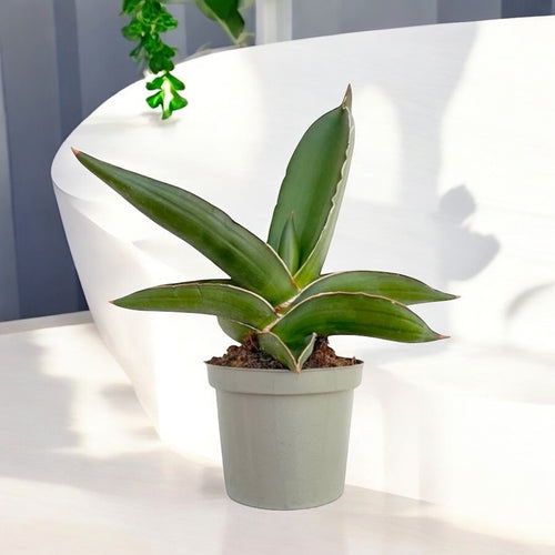 Sansevieria ehrenbergii 'Samurai' – kompakte Form und architektonische –  Secret Garden Plant Shop