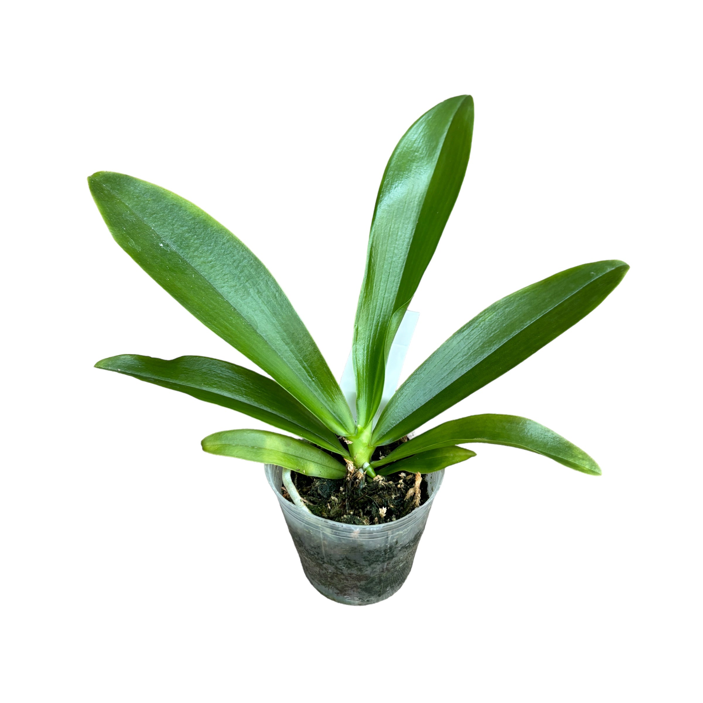 Phalaenopsis Lovely Marie (Phal. mariae x Phal. bastianii)