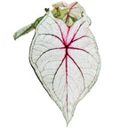 Caladium 'Star'