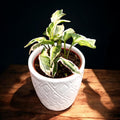 Syngonium 'Starlite'