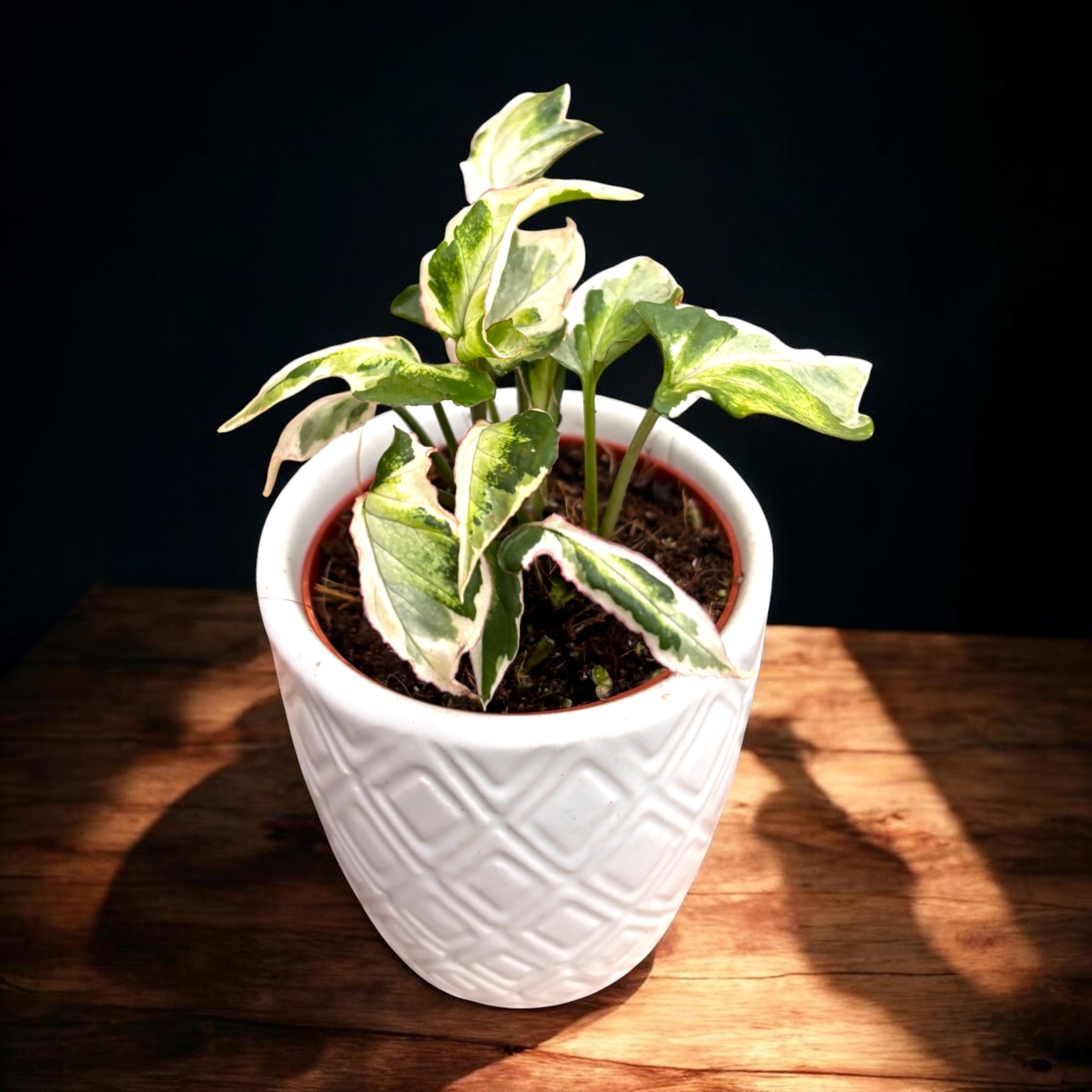Syngonium 'Starlite'
