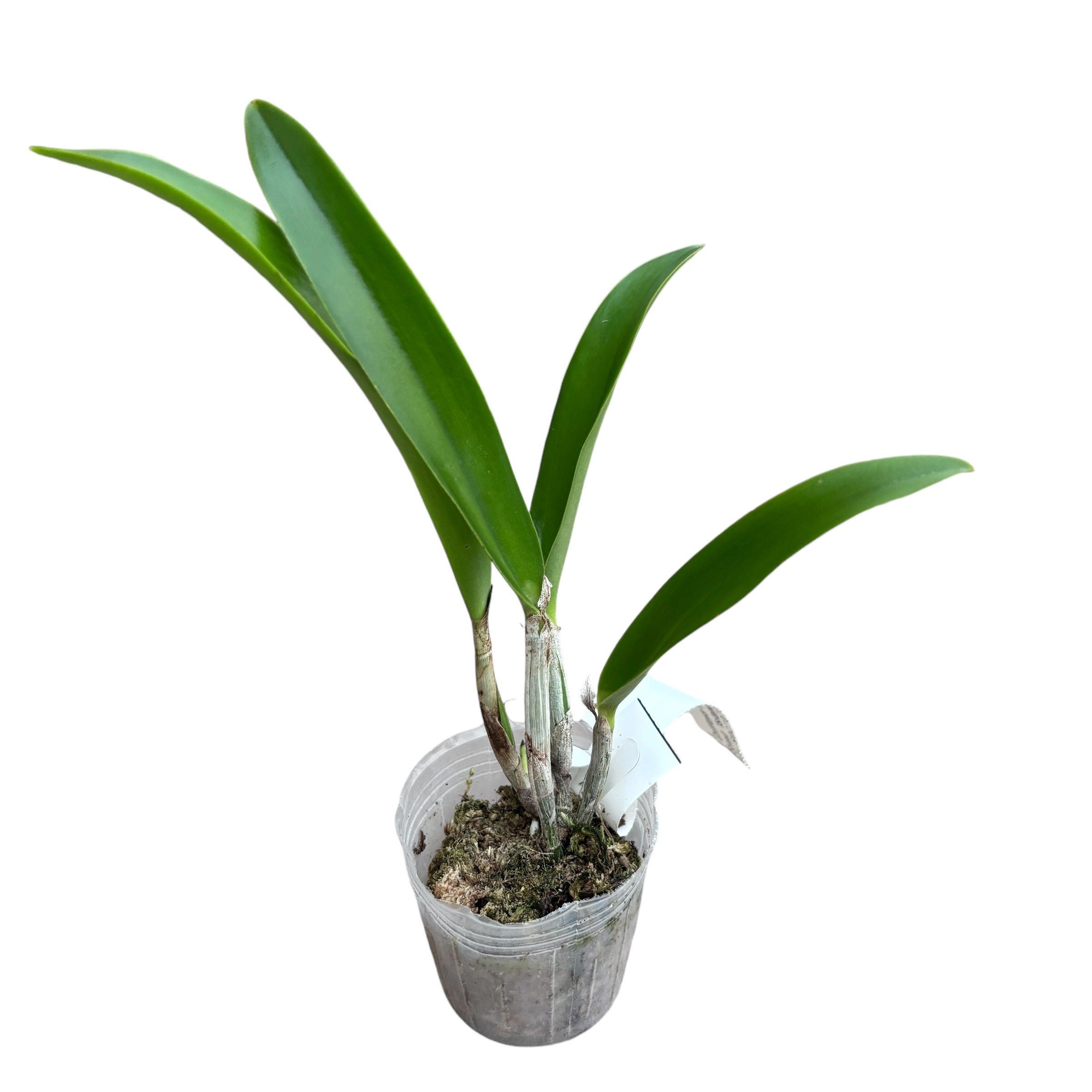 Cattleya Memoria Robert Strait 'Islander Delights' parfumée