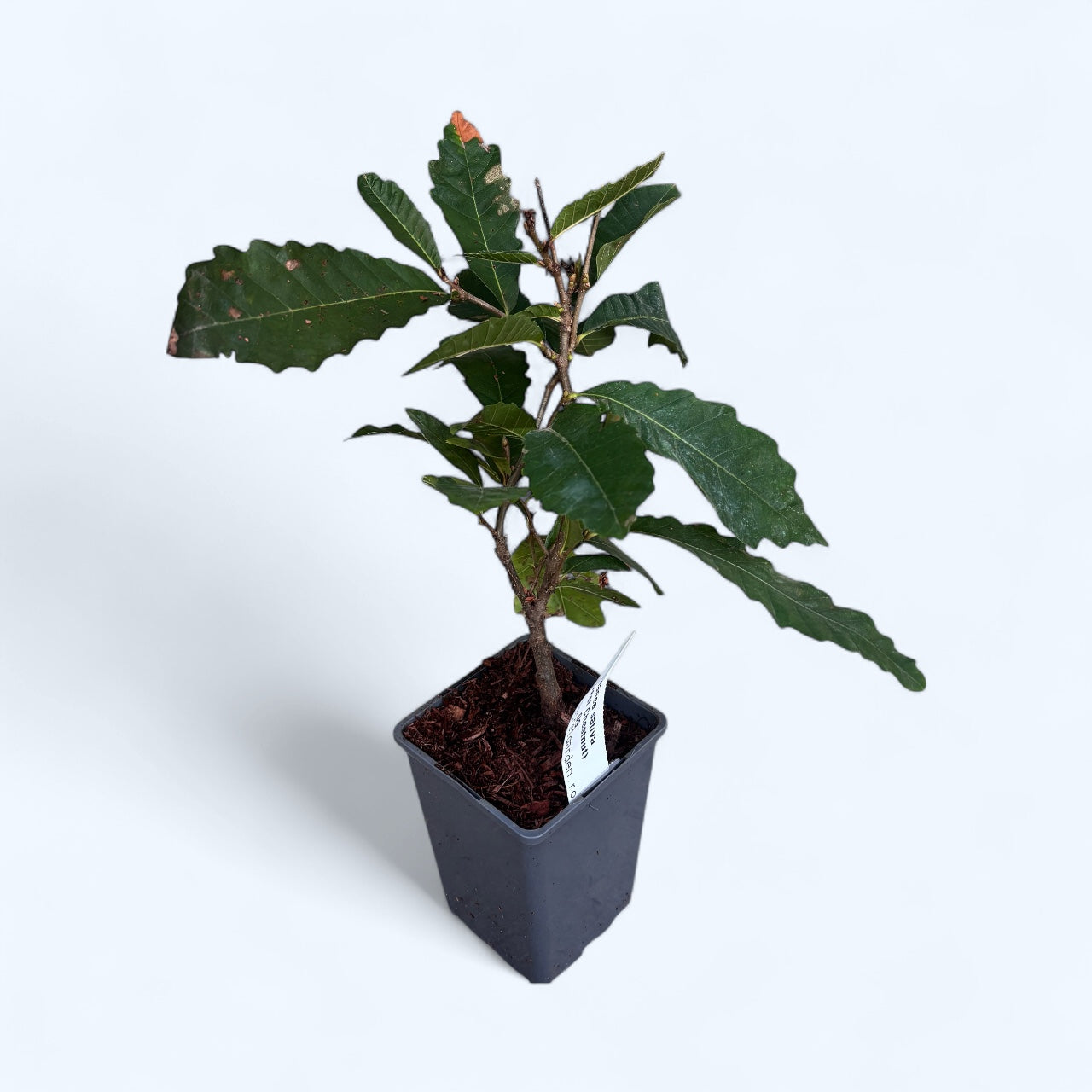 Castaña comestible - Castanea sativa (Castaña dulce) D9