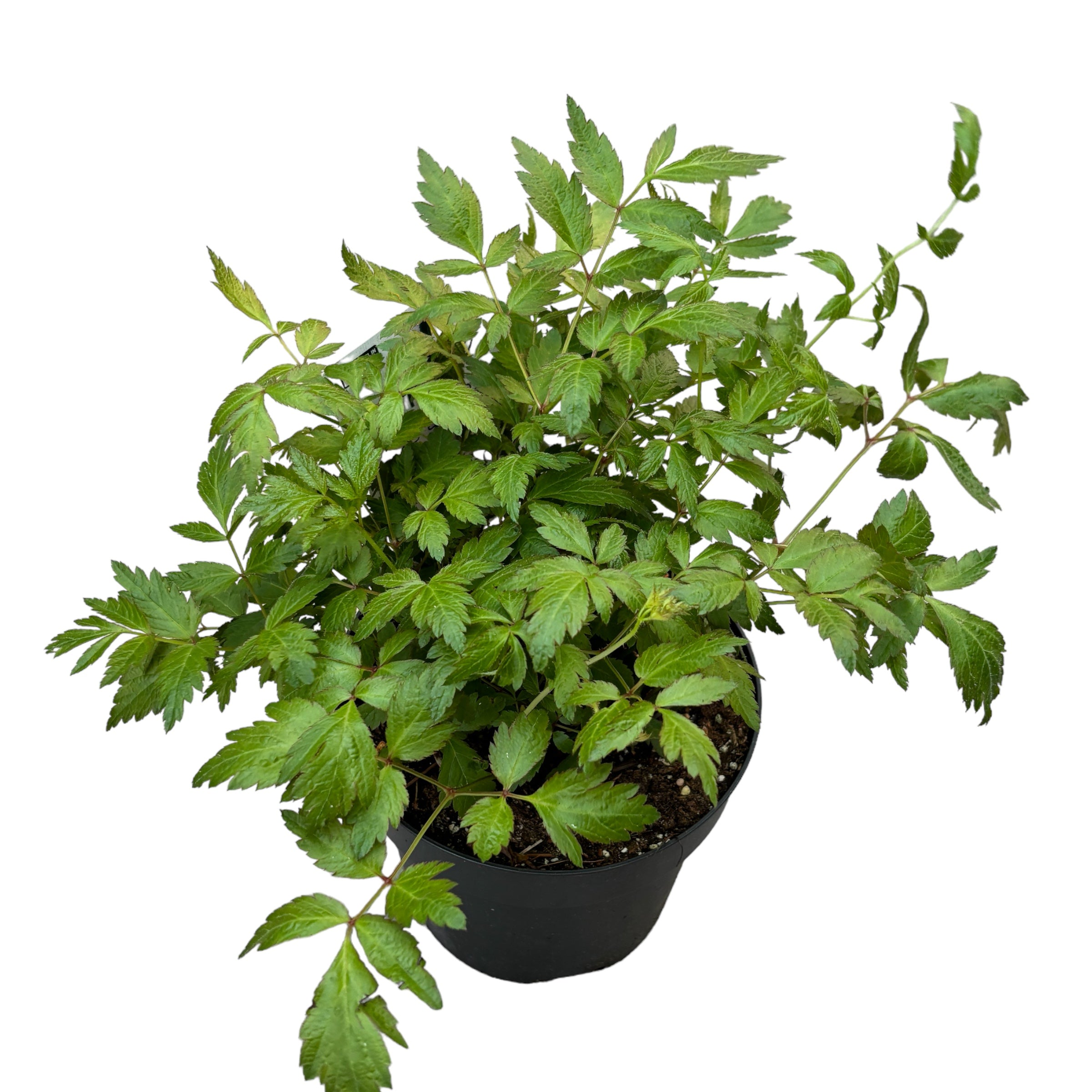 Astilbe Peach Blossom