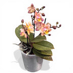 Phalaenopsis Scention - flori parfumate pelorice