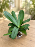 Phalaenopsis-formning - exemplar XXL (2 plantor/kruka)