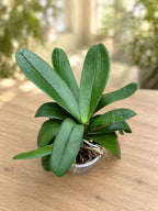 Phalaenopsis-formning - exemplar XXL (2 plantor/kruka)
