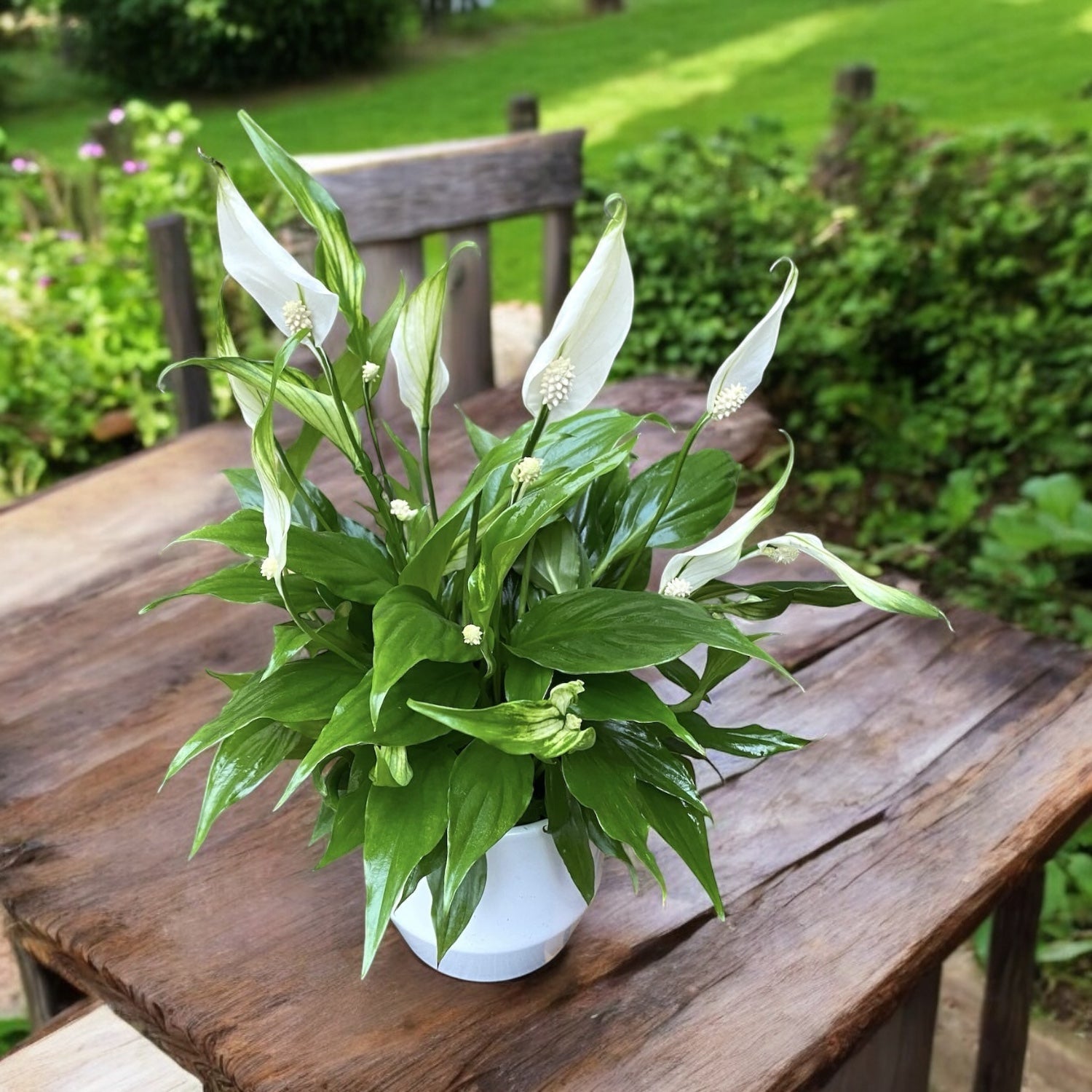 peace lily properties Spathiphyllum – peace lily, plant with repeated flowering and air-puri – Secret Garden Plant Shop