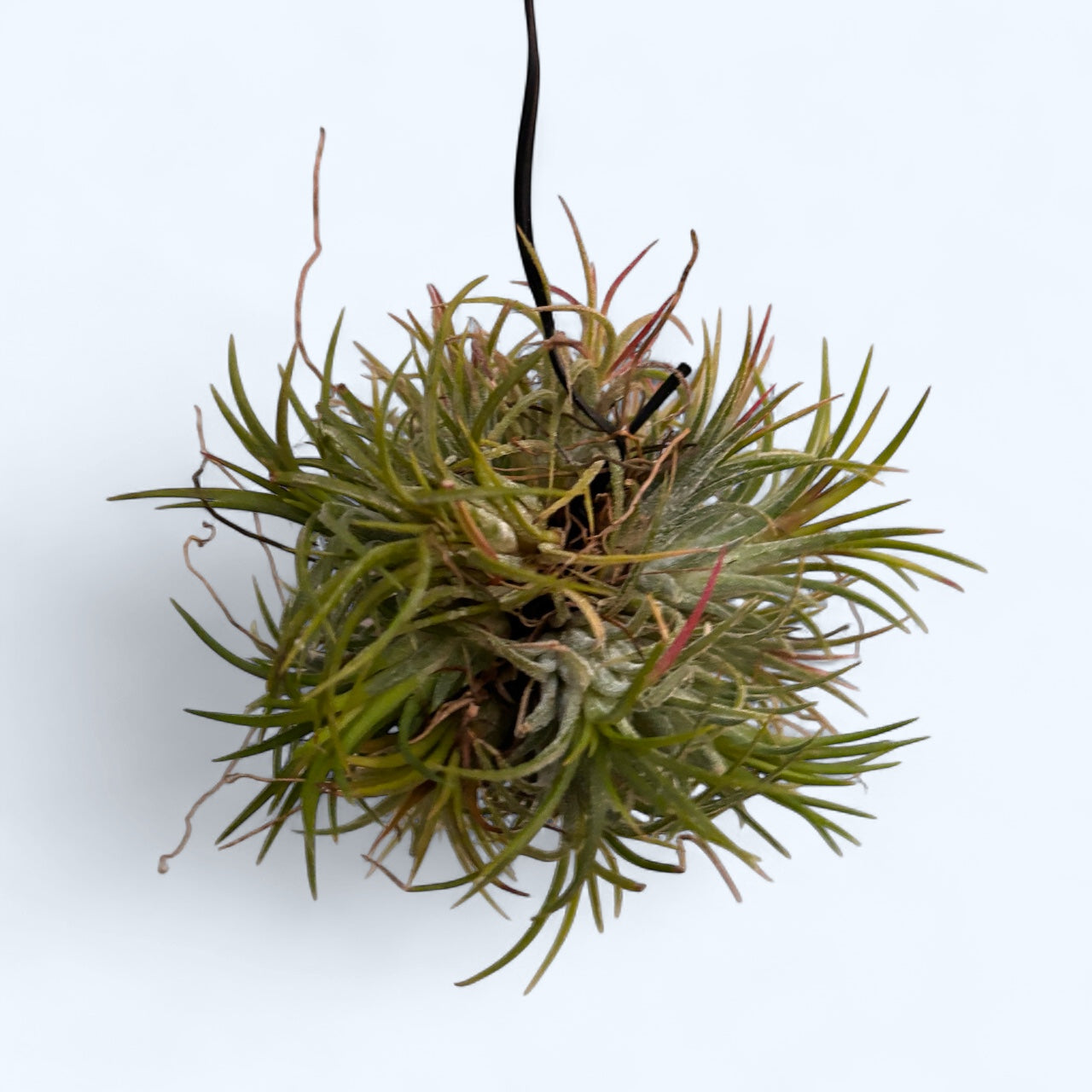 Tillandsia Ionantha clump