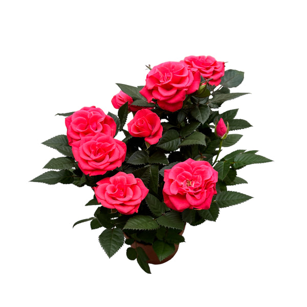 Rosa Favourite Dark Pink  - flori mari roz inchis