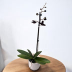 Phalaenopsis Black Jack