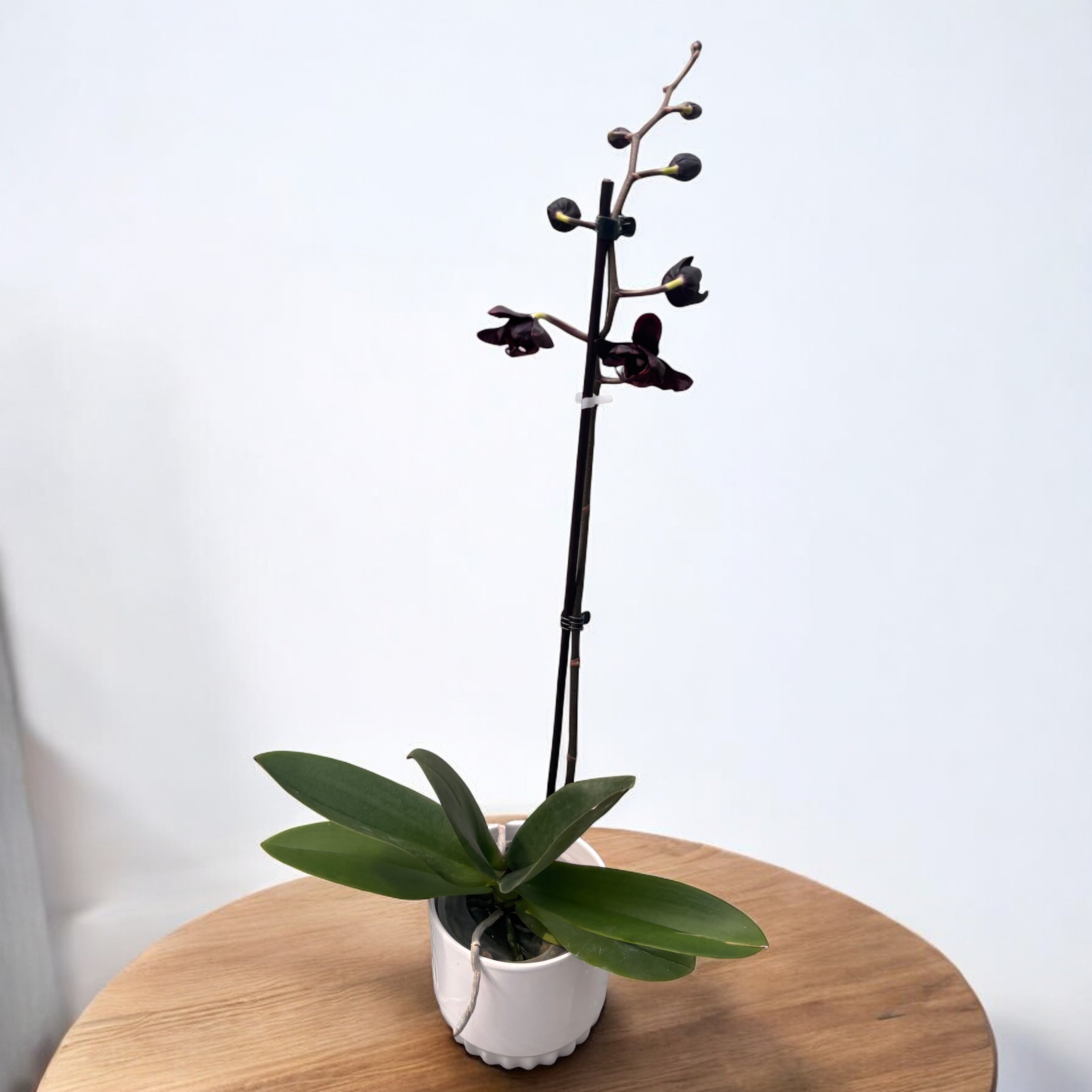 Phalaenopsis Black Jack
