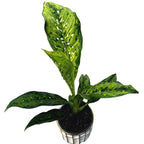 Dieffenbachia 'Crocodile'