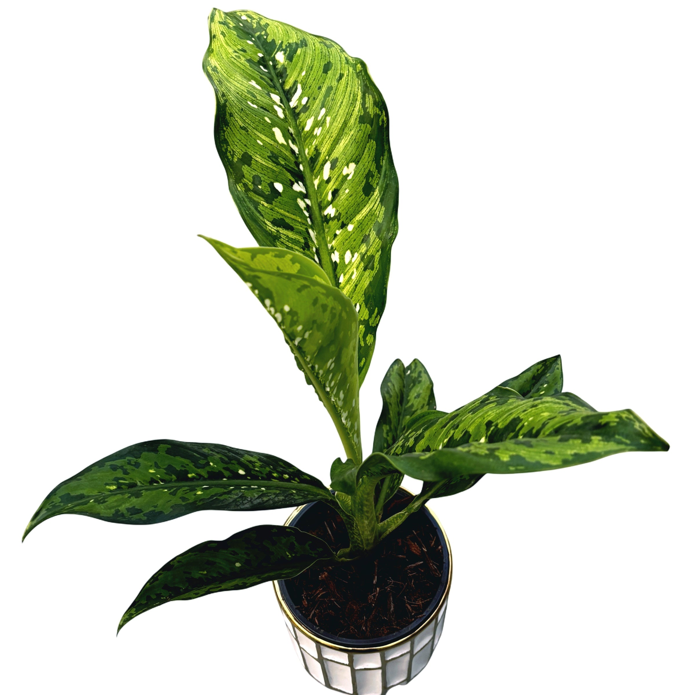 Dieffenbachia 'Crocodile'