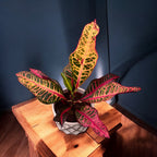 Croton (Codiaeum) variegatum ‘Nervia’