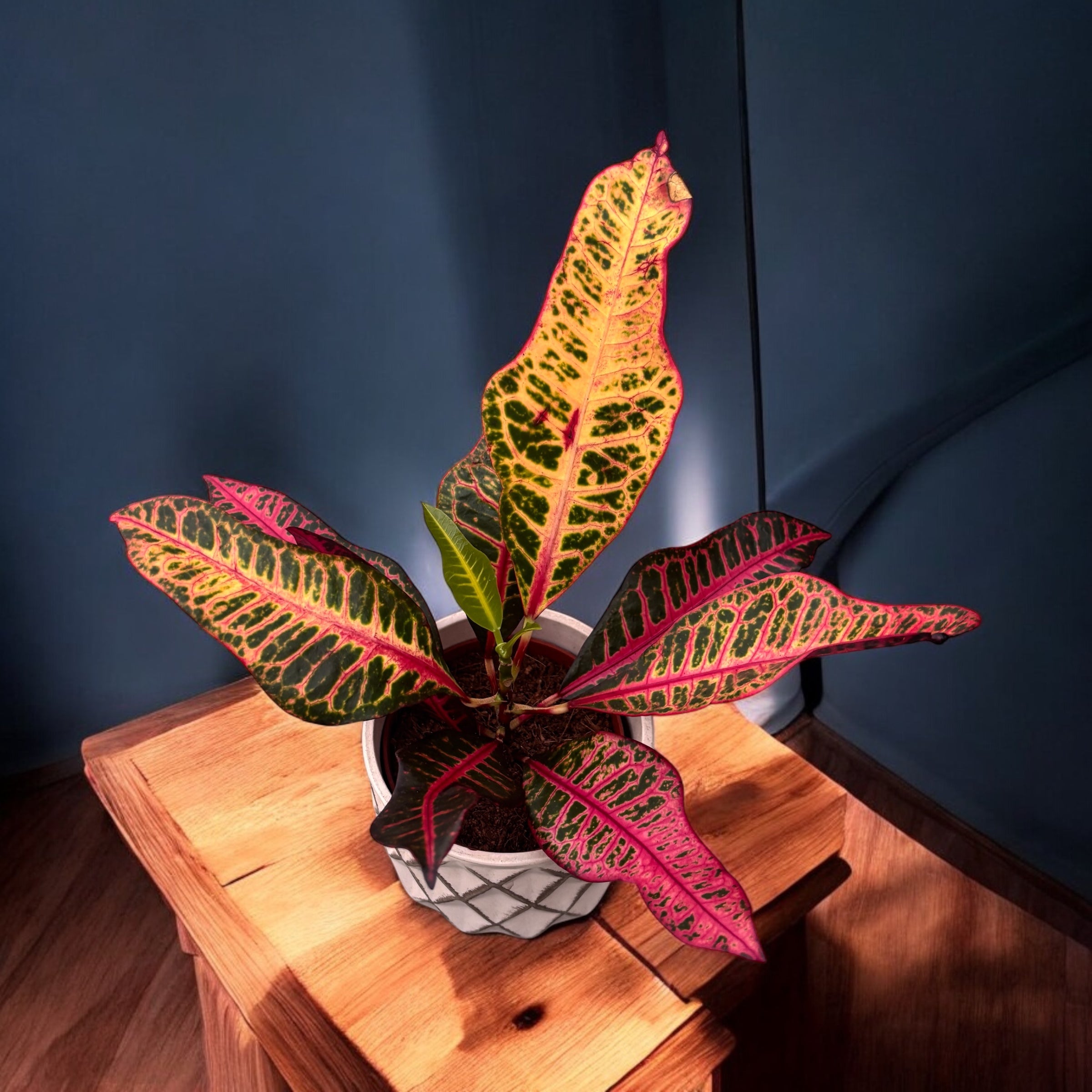 Croton (Codiaeum) variegatum ‘Nervia’