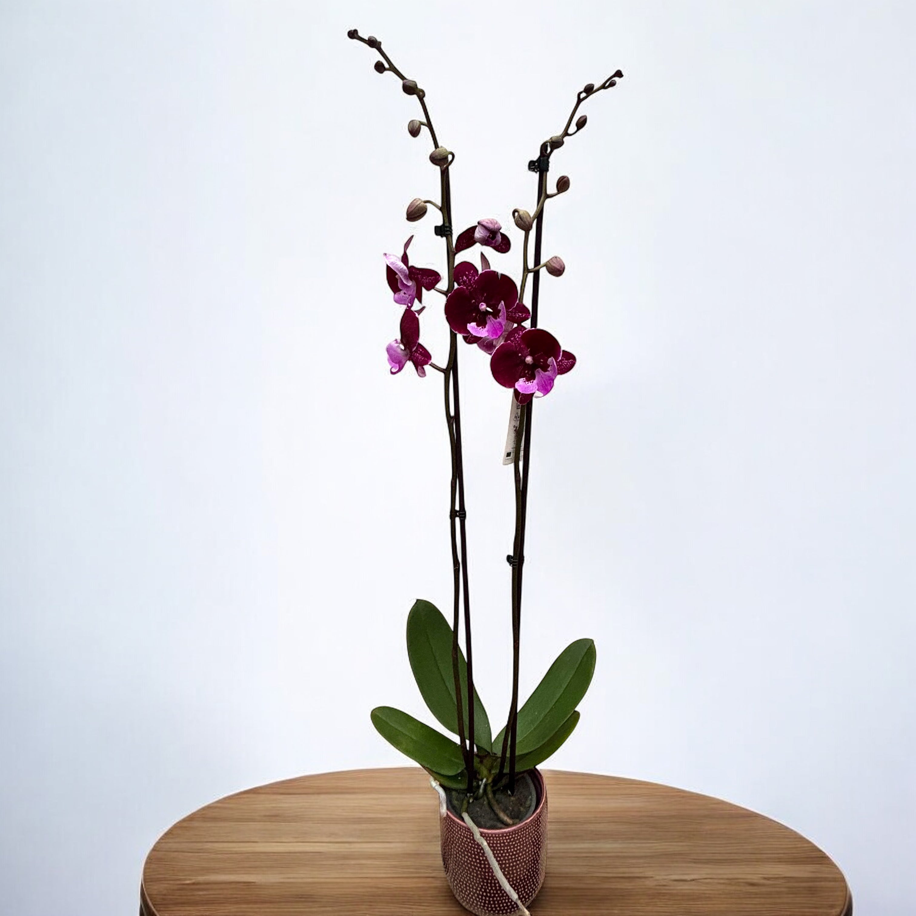 Phalaenopsis Chia-Shing Hot Kiss '256' (NL) – Secret Garden Plant Shop
