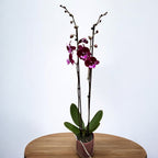 Phalaenopsis Chia-Shing Hot Kiss '256' (NL)