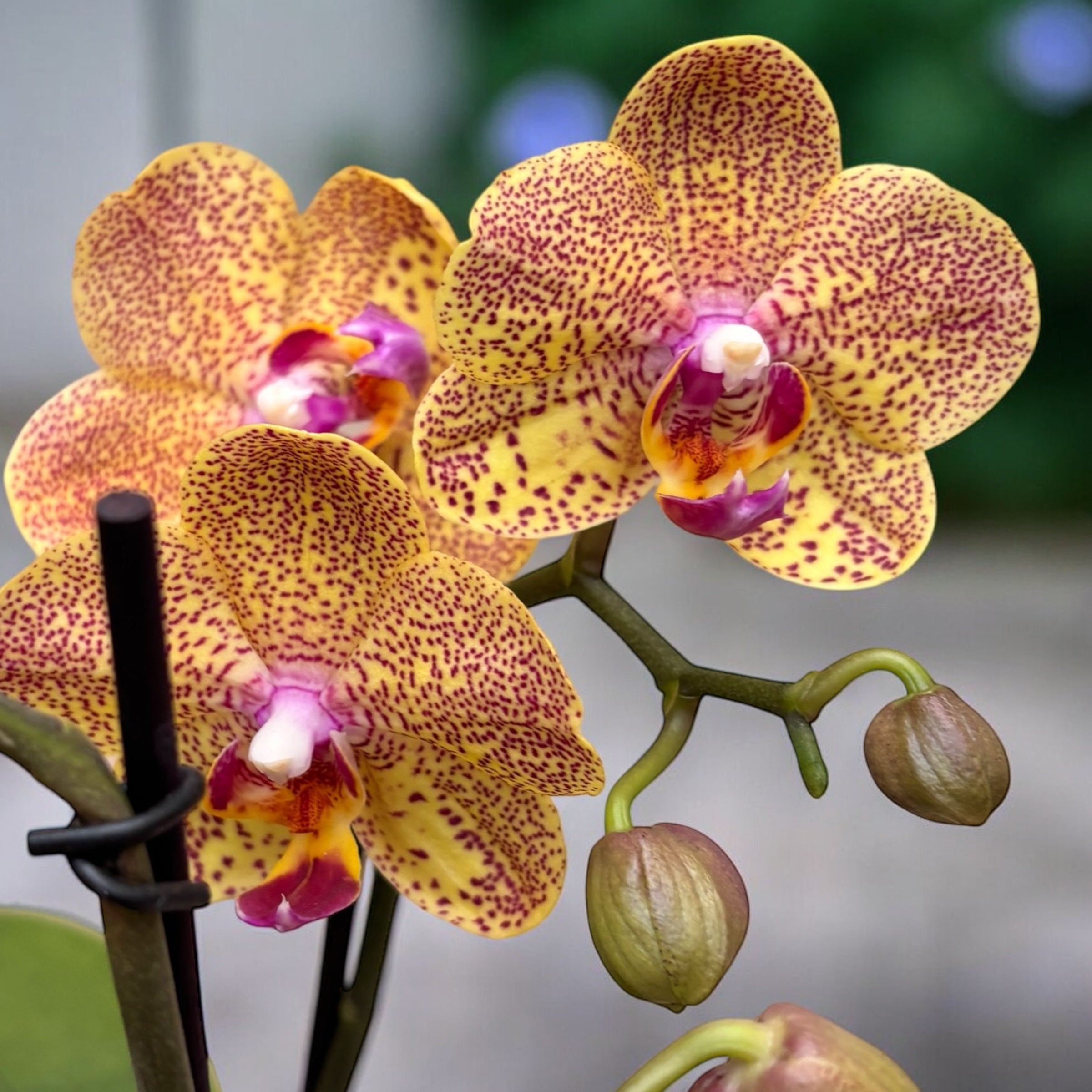 Phalaenopsis Sogo Vieker