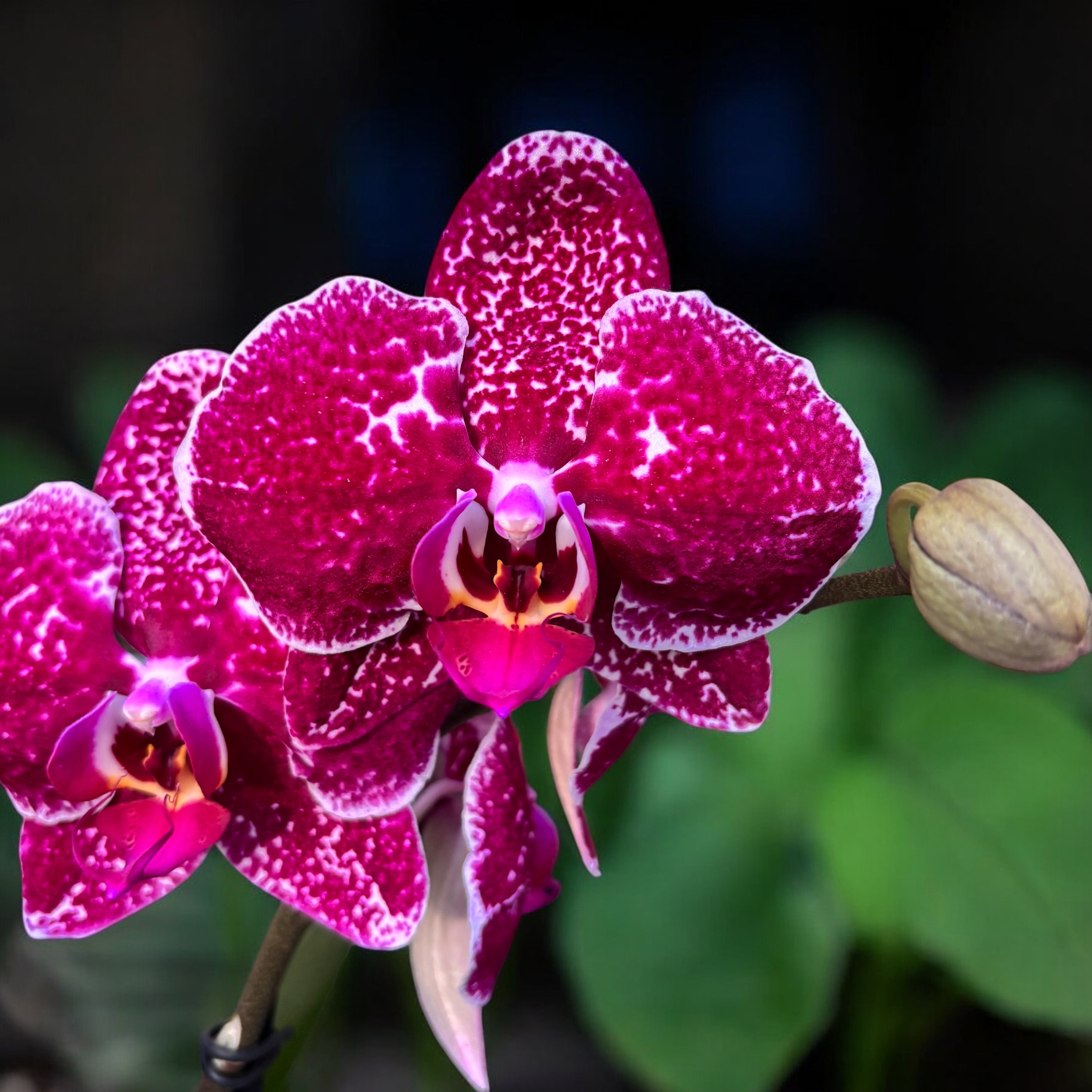 Phalaenopsis « Fuller’s Princess Fuchsia » (Free Spirit Red)