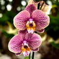 Phalaenopsis Long Pride Berger