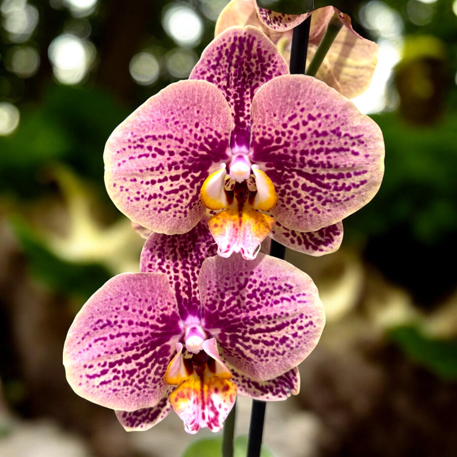 Phalaenopsis Long Pride Berger