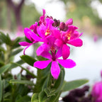 Epidendrum radicans 'Dark Purple' - rozwinięte okazy