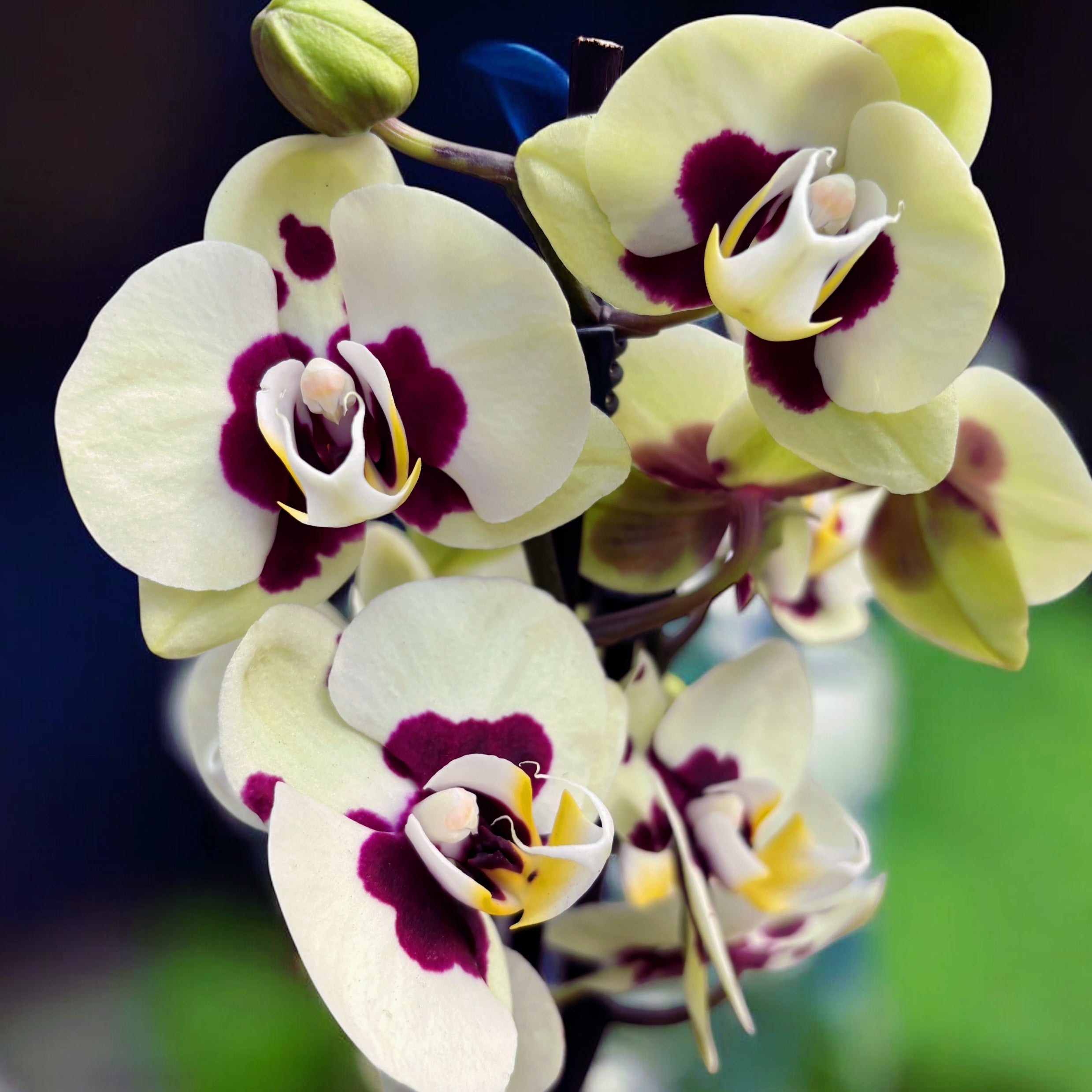 Phalaenopsis Winehoud