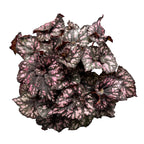 Begonie Magic Colours 'Cumbia'