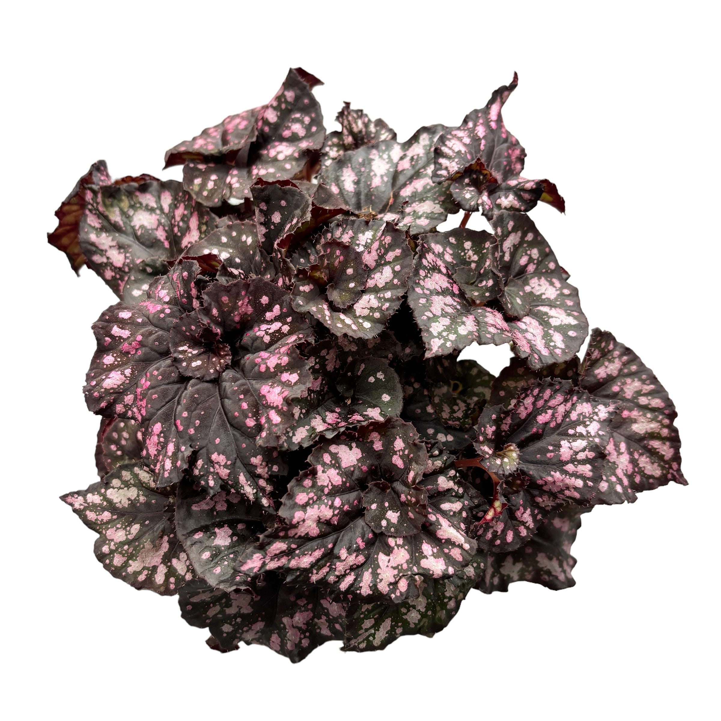 Begonia Magic Colours 'Cumbia'