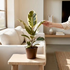 Ficus elastica Tineke XL - planta decorativa cu frunzis variegat