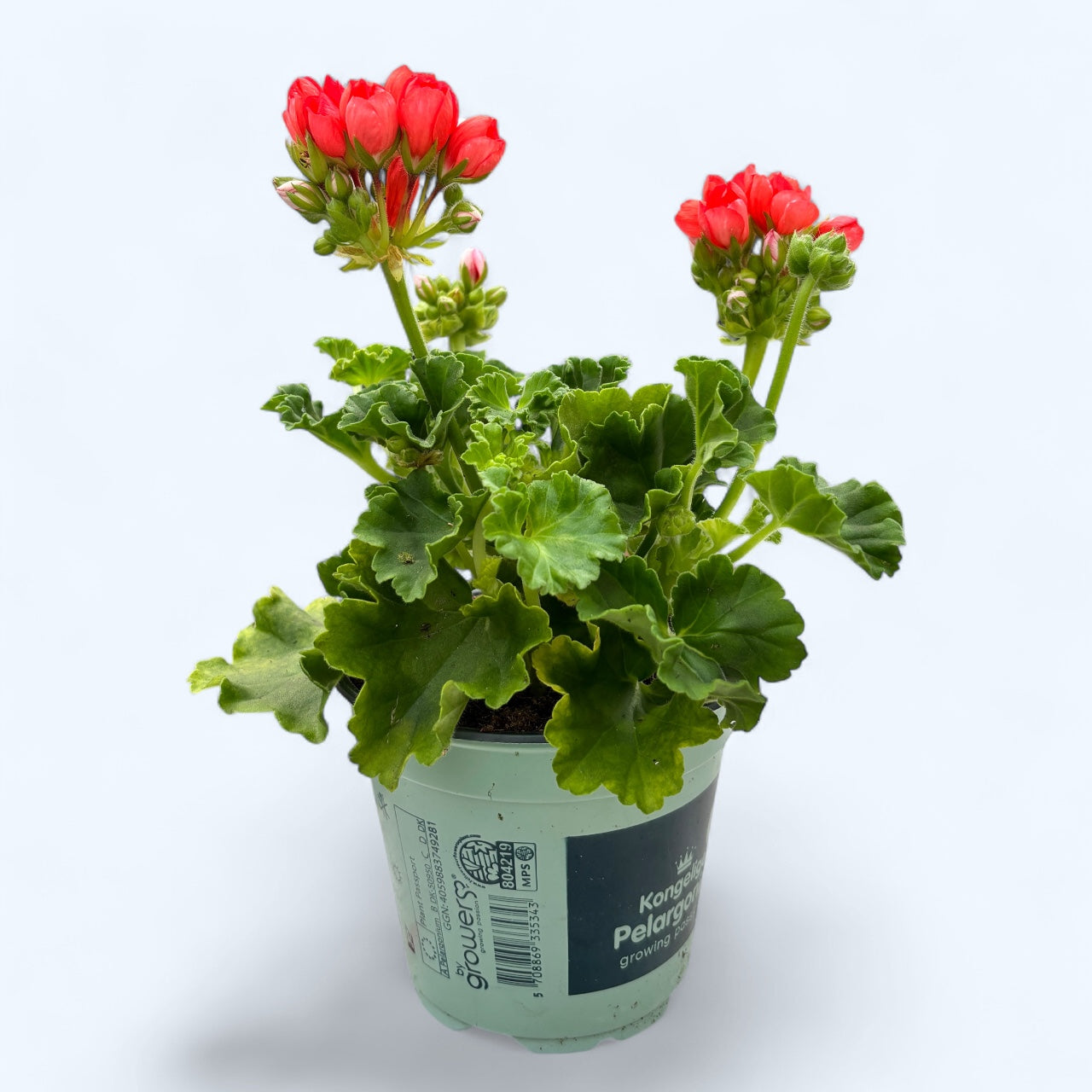 Muscata trandafir - Pelargonium Royal Rosebud 'Red Pandora'