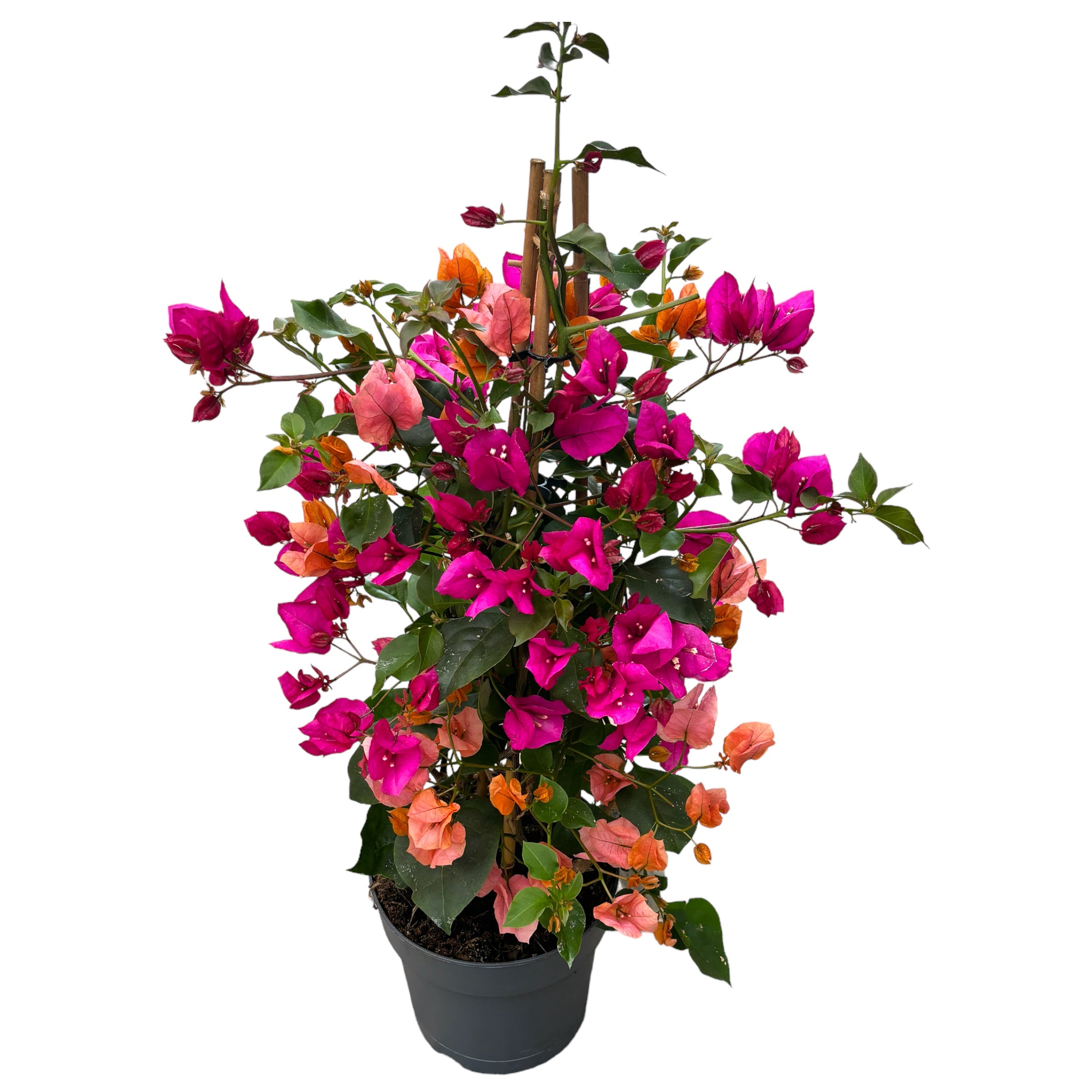 Bougainvillea - floarea de hartie (2 culori/ghiveci)