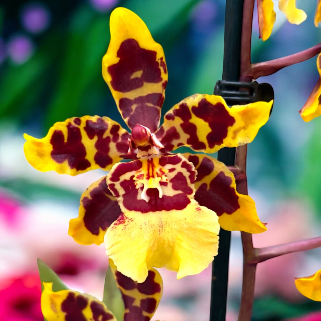 Colmanara Wildcat sárga pillangó