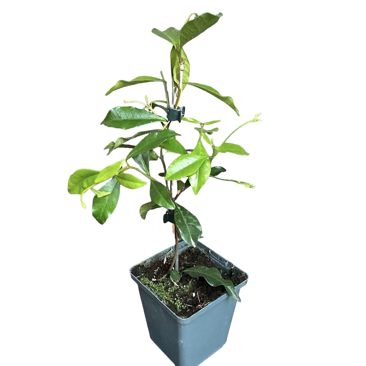 Jazmín estrellado - Trachelospermum jasminoides 'Estrella de Toscana' (d9cm)