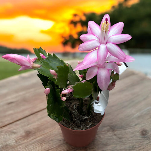 pandora kaktus Schlumbergera 'Pandora' (ružová vianočná kaktus) 2pp – Secret Garden Plant  Shop