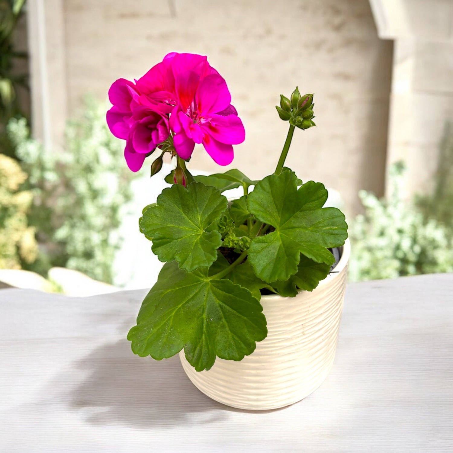 Pelargonium (Pelt. X Zon. Grp) Calliope Lavender Splash - muscata cu inflorire spectaculoasa