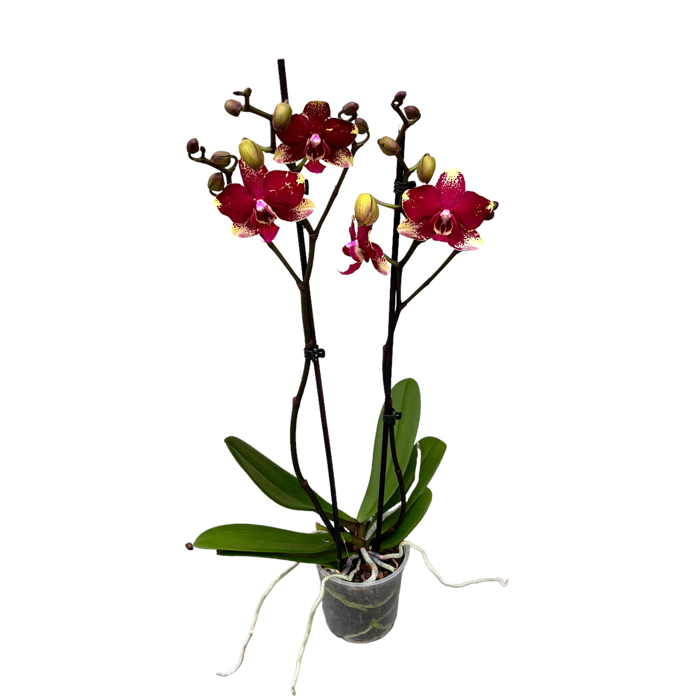Phalaenopsis Anthura Rombley