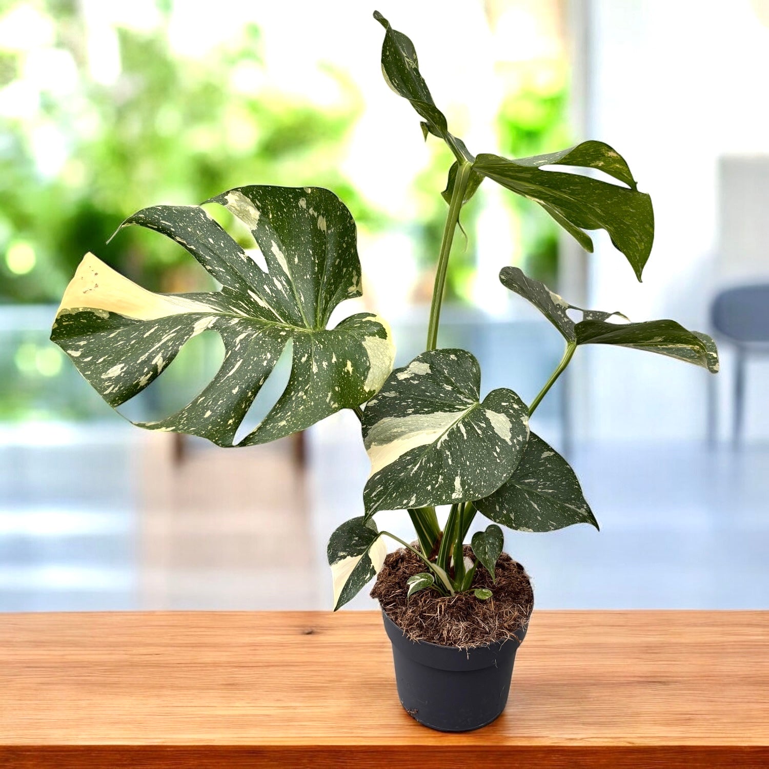 Monstera variegata 'Thai Constellation' - exemplare dezvoltate