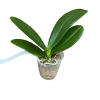 Phalaenopsis Miki Cute Melody '495' (pelorická)