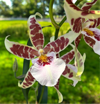 Aliceara Renaissance 'White' - profumata