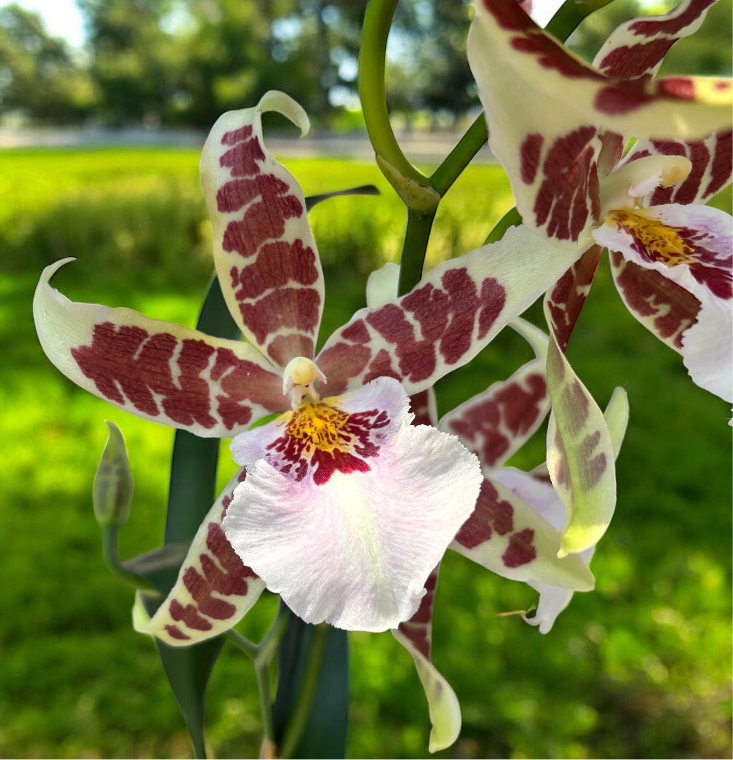 Aliceara Renaissance 'White' - parfumata