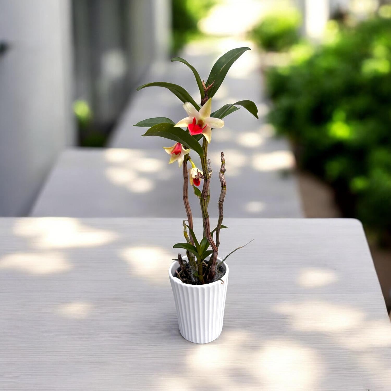 Dendrobium Hsinying Frostymaree 'Fire Bird'