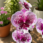 Phalaenopsis Body Language mit großer Lippe