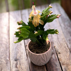 Schlumbergera ‘Limelight Dancer' (żółta grudnik)
