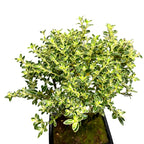 Bonsai Serissa Variegata (Bonsai für den Außenbereich) - Der Baum der 1000 Sterne