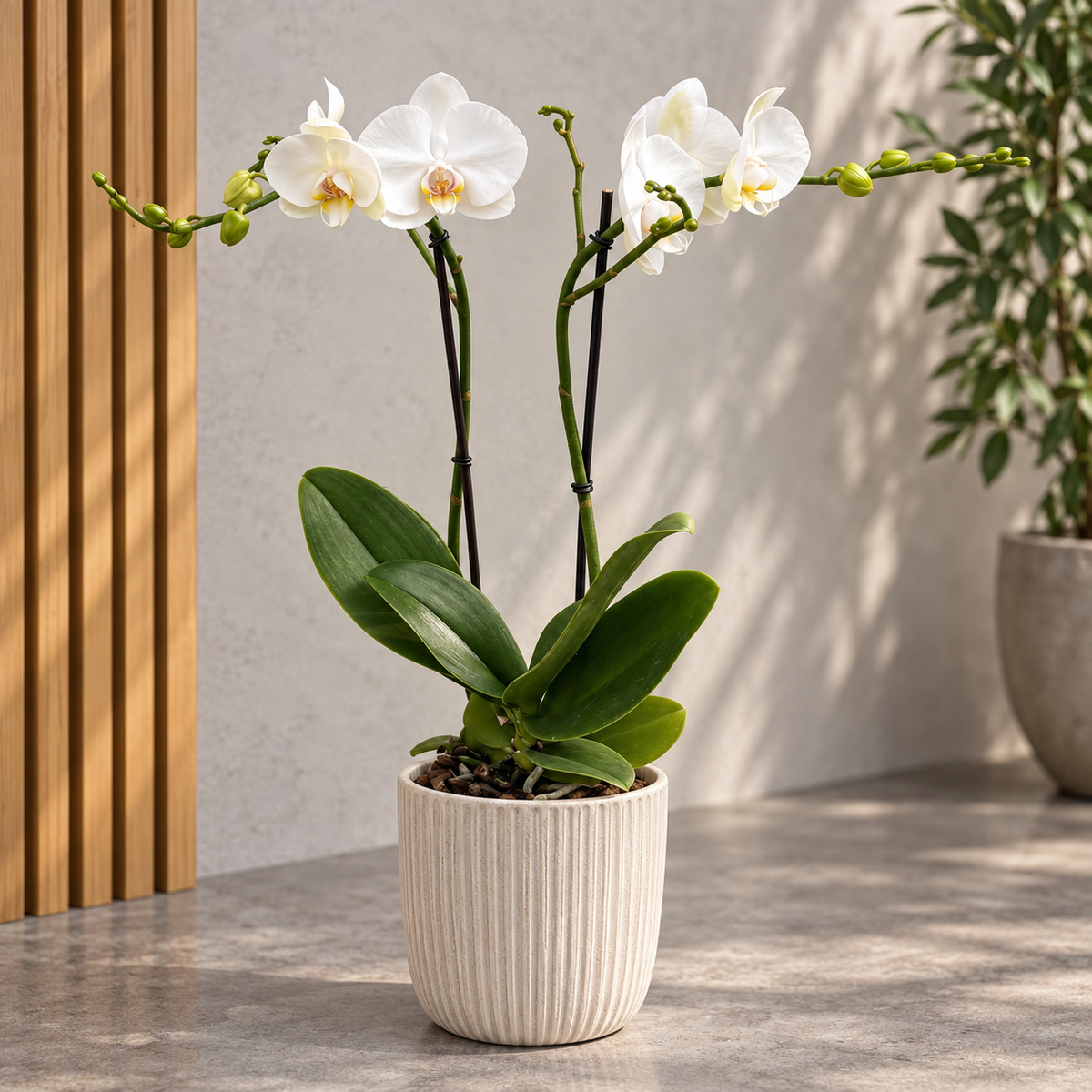 Phalaenopsis Mathilde